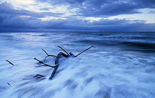 time lapse photo of driftwood on sea, qld
