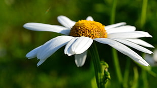 white daisy flower, daisies, macro, flowers