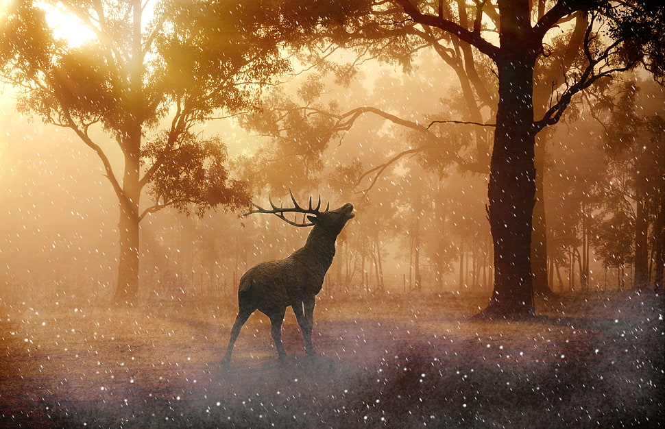 reindeer in forest HD wallpaper