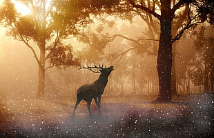 reindeer in forest HD wallpaper