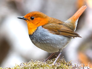 selective focus photography of orange and gray bird