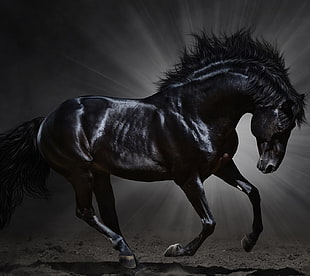 black horse clipart, animals, horse