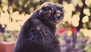 close-up photo of gray long-fur cat
