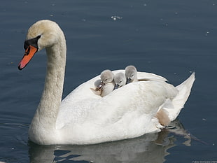 white swan with three chicks on back swimming