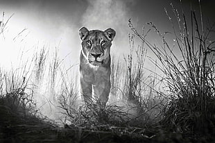 gray scale photo of lioness