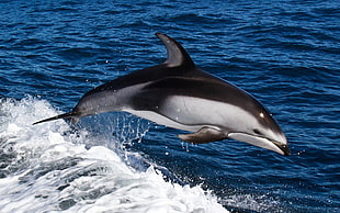 dolphin jumping out of water HD wallpaper