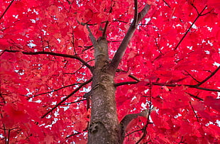 red Maple leaf tree HD wallpaper
