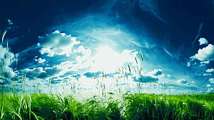 green grass and white clouds, landscape