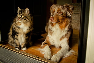 white and brown Himalayan cat and long-coat white and brown dog