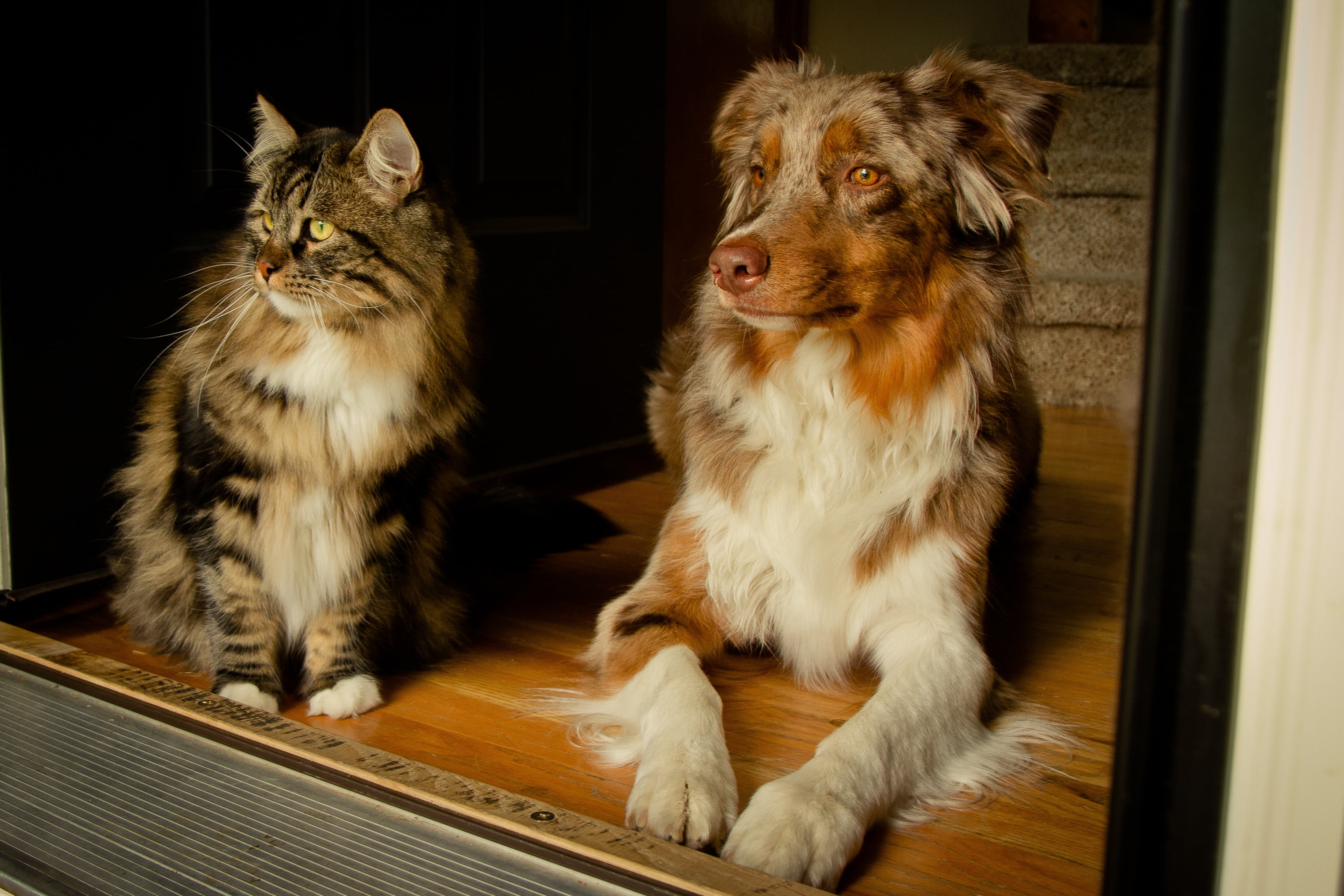 white and brown Himalayan cat and long-coat white and brown dog