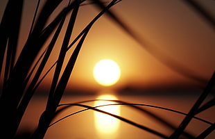 silhouette of grass during sunset HD wallpaper