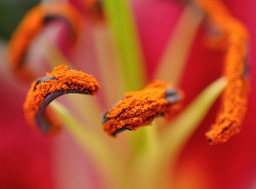 selective focus photography of red and orange flower HD wallpaper