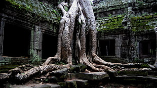 brown tree trunks, trees, ruin, roots, Cambodia
