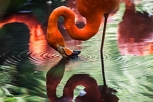 pink flamingo on body of water