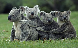 four black-and-white koalas, koalas, animals