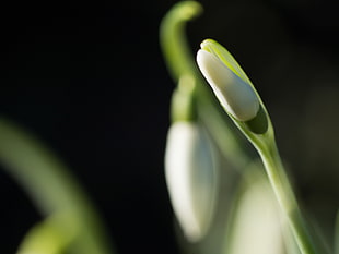 Spring Snowflake flower bud close-up photo