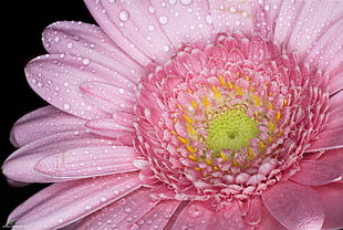 pink Gerbera flower in macro shot photography, marguerite, rose