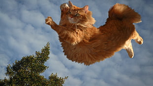 jumping orange Persian cat