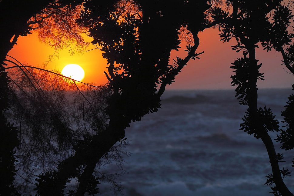silhouette of tree during sunset HD wallpaper
