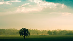 green and white trees painting, nature, landscape, trees, clouds