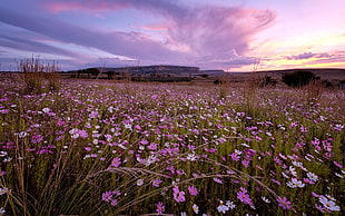 selective focus photography of pink and white Cosmos flowers