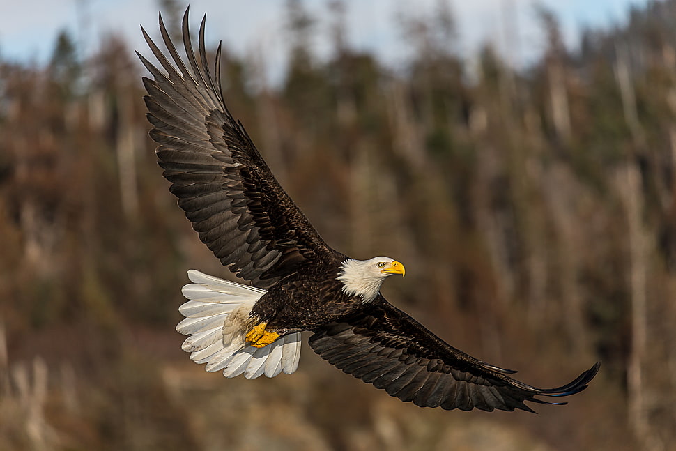 Bald Eagle flying beside brown trees at daytime HD wallpaper