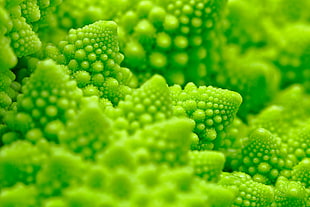 green vegetable, romanesco broccoli HD wallpaper