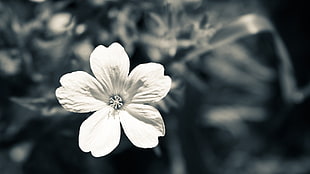 shallow focus of white angel flower