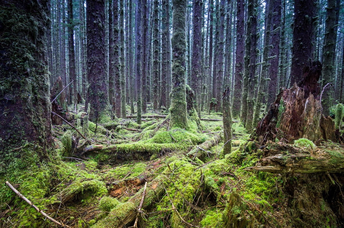 green and brown leaf plant, landscape, nature, forest