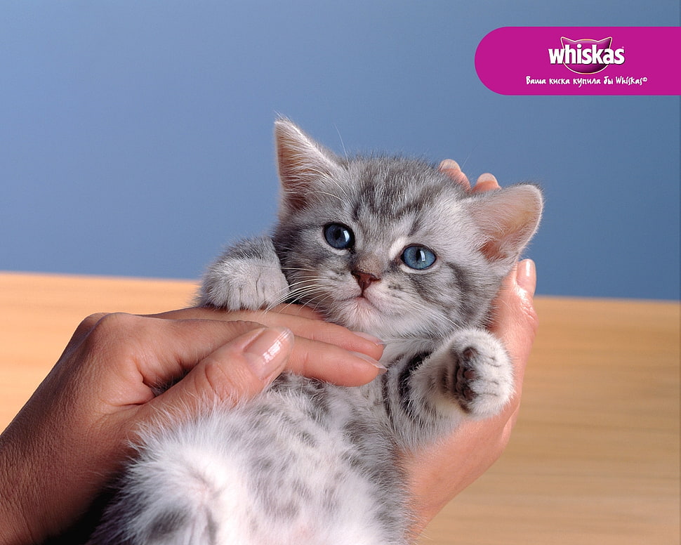 Whiskas,  Cat,  Gray,  Hand HD wallpaper