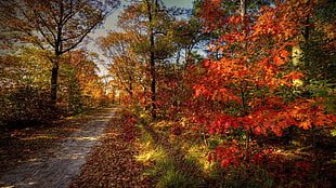 red trees, trees, landscape, fall, leaves