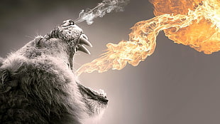 fire breathing lion poster, abstract, animals, fire HD wallpaper