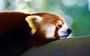 macro shot of brown fur animal sleeping
