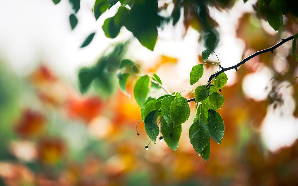 green leaf plant HD wallpaper