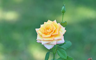 yellow and white Rose flower in bloom during daytime HD wallpaper