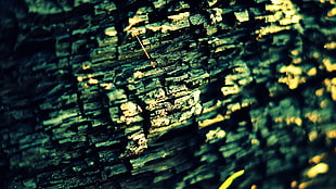close up photo of green tree