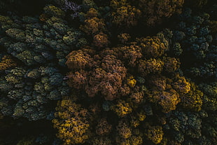 brown tree, photography, nature, trees, top view