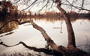 brown bare tree, photography, river, trees, swan