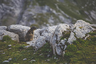 brown animal on top of mountain