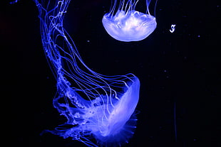 blue jellyfish covered by dark surface
