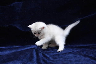 short-fur white kitten HD wallpaper