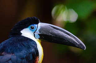 close-up photography black and yellow long-beaked bird, channel-billed toucan HD wallpaper