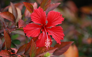 close up photography of red hibiscus HD wallpaper