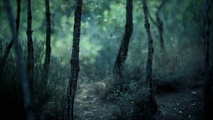 selective focus photography of green grass and trees