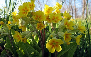 yellow Kaffir Lily flower in closeup photography