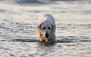 white Labrador Retriever on body of water