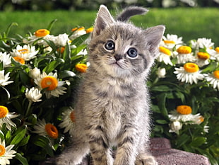 gray kitten surrounded by white daisy flowers during daytime