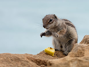 selective focus photography squirrel on brown rock, barbary ground squirrel