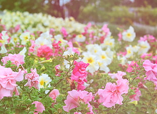 field of pink and white petaled flowers