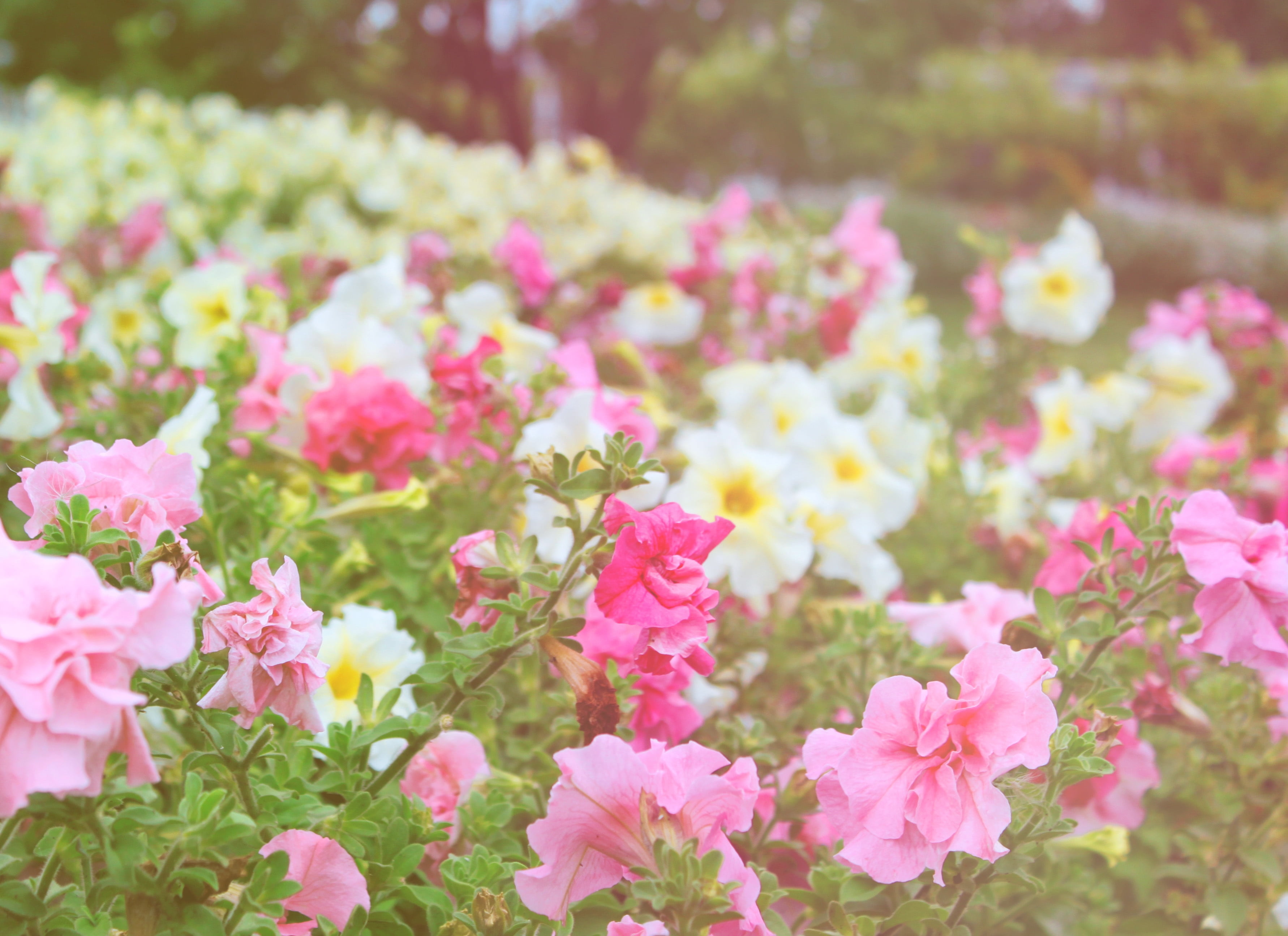 Лето цвет розовый. Летние цветы. Розовые цветы. Розовые садовые цветы. Летние цветы розовые.